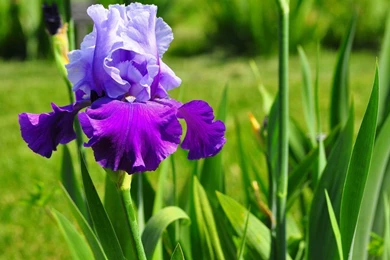 Iris Wallpapers Flower Wallpapers