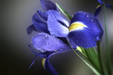 Cobweb Morning Iris (