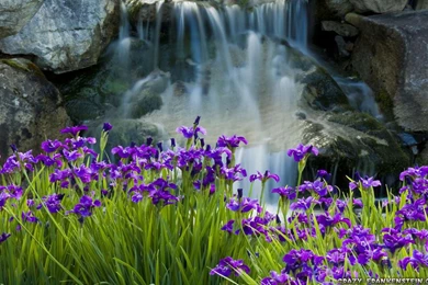 Iris   Flower Wallpapers Page 2   Crazy Frankenstein