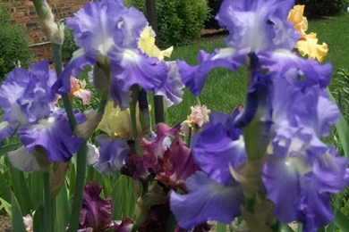 Alighthouse.com Iris Flower Flash Jigsaw Games Puzzle Of The Month ...