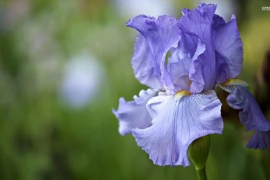 Iris Wallpapers Flower Wallpapers