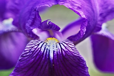 Iris   Flower Wallpapers   Crazy Frankenstein