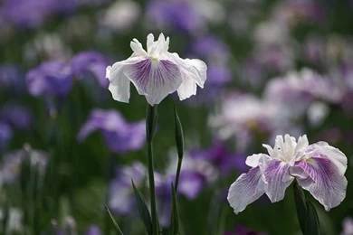 Iris Flowers, Iris In Garden 31   Wallcoo.net