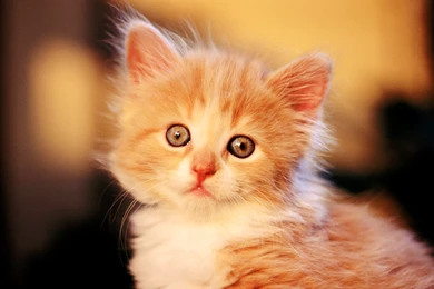 Baby Cat Wallpapers Wide   Kemecer.com