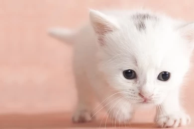 Cat Pictures / Cat Pics