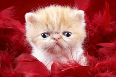 Baby Cat Wallpapers HD   Kemecer.com