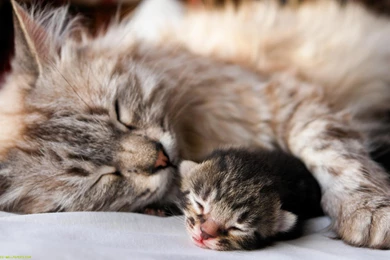 Mother and baby cat wallpapers   Cute Cat Wallpapers