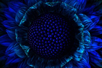 1280x1024 Flower Iris Desktop PC And Mac Wallpapers