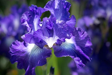 Flower Petals Wallpapers 3840×2160 UHD 4K Wallpapers