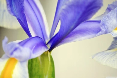 Purple Iris Flower HD Desktop Wallpapers : Widescreen : High ...