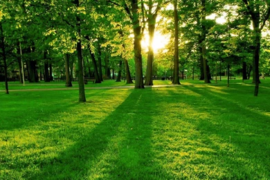 Green Tree HD Wallpapers   HD Wallpapers Inx