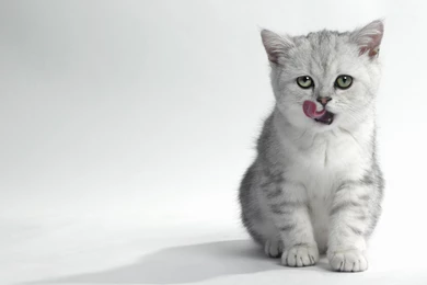White Baby Cat Wallpaper HD.jpg