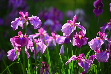 Iris Flower Wallpapers