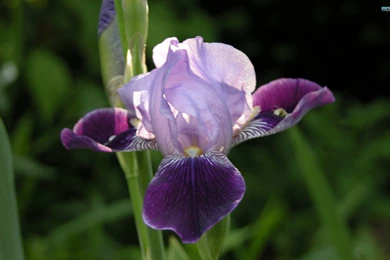 Iris Wallpapers   Flower Wallpapers