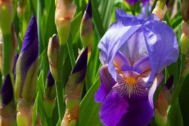 Purple Iris Wallpapers   Flower Wallpapers