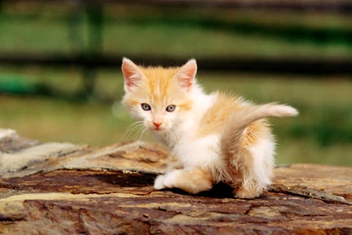 Animals widewallpaper baby cat in forest 60051.jpg
