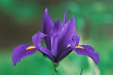 IRIS DOMESTIC IRIS HD WALLPAPER   (