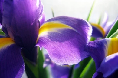 Cool Wallpaper, Flower