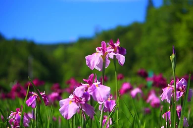 Iris Flower Wallpapers