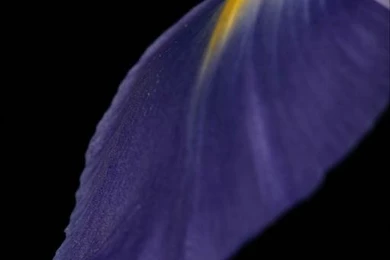 Iris Flower Wallpapers Iphone