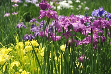 Iris Wallpapers   Flower Wallpapers