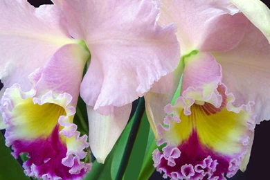 Desktop Wallpapers · Gallery · Nature · Pink Iris   Flowers ...
