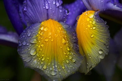 Iris One Computer Wallpapers, Desktop Backgrounds