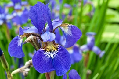 Iris Flower Wallpapers