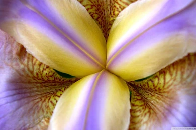 Iris, Purple, 1920x1080 HD Wallpapers And FREE Stock Photo