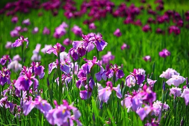 Iris Flower Wallpapers