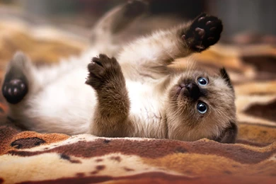 Wallpapers HD Siamese Baby Cat   HD Wallpapers Expert