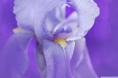 Iris Flower HD Desktop Wallpapers : Widescreen : High Definition ...