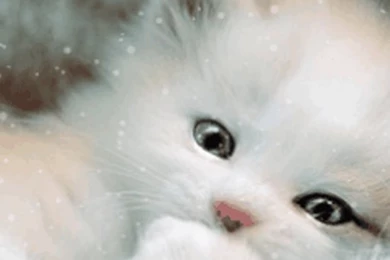 Sweet Baby Cat Live Wallpapers 1.8