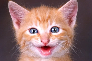 Fall, Sleep, Hd Cat Wallpapers, Kittens, Puffy Cats, Widescreen ...