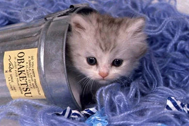 Cute Kitty Wallpapers   Cats Wallpapers (10533694)   Fanpop