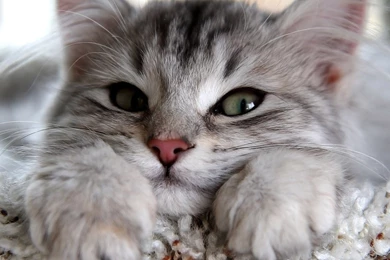 Cute Cat Wallpapers HD 1920x1080