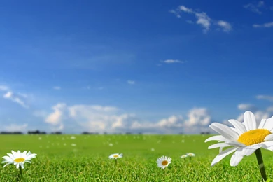 Beautiful Flowers Backgrounds   Wallpapers Cave