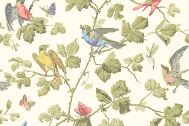 Bird Wallpapers   Amara