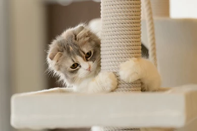 Cats: Caught White Animal Cute Cat Playing Kitty Kitten Wallpapers ...