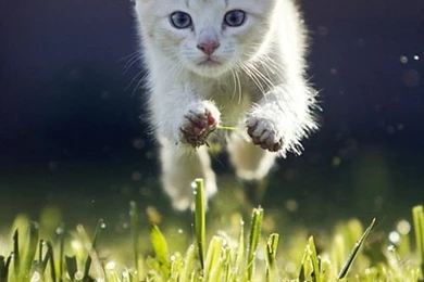 Hover Kitty Wallpapers   CuteImages.net