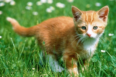 Cute Kitty Wallpapers   Cats Wallpapers