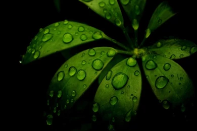 Carolina Panthers Wallpapers