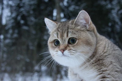 Download 1600x900 The Most Awesome Cat Wallpapers