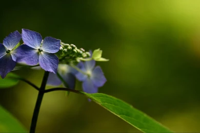 Most Awesome Flowers Fabulous Wallpapers