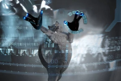 PsBattle: Grey Tabby Cat Jumping For A Butterfly In A Garden ...