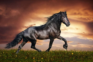 Desktop Wallpapers Horses   Wallpapers Cave