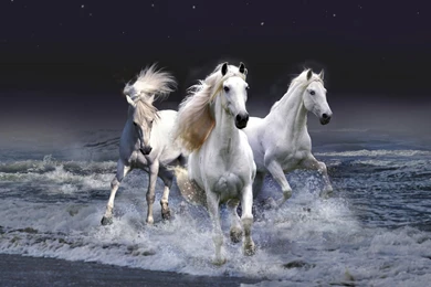 Horse Desktop Wallpapers   Images   Tbwnz.com