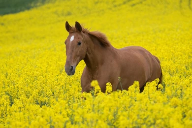 Horse HD Backgrounds Wallpapers 16166   HD Wallpapers Site