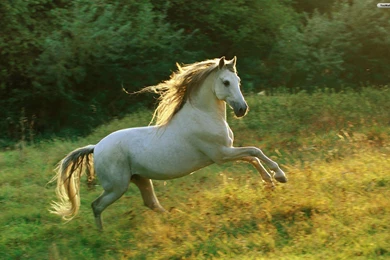 Horse Desktop Wallpapers White Horse Pictures Cool Wallpapers 2 ...