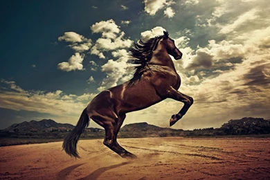 Horse Wallpapers Wallpapers Cave